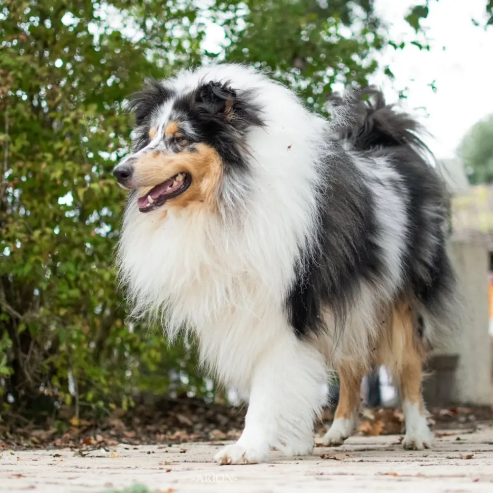 chiens (7)