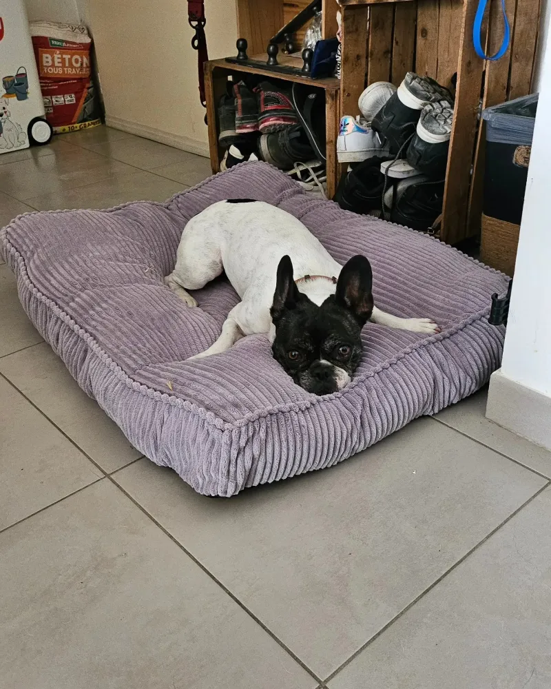 chiens (6)