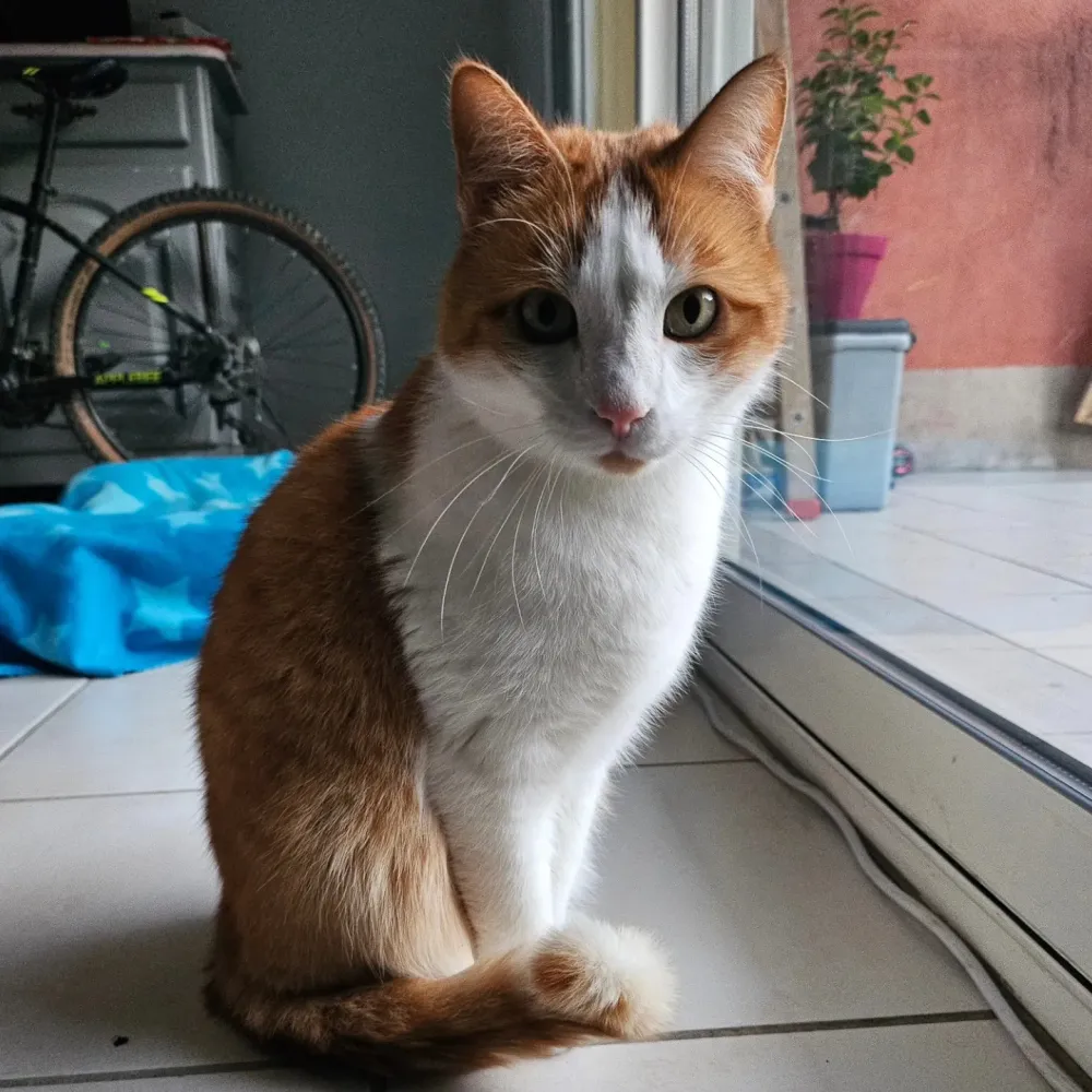 chat (1)